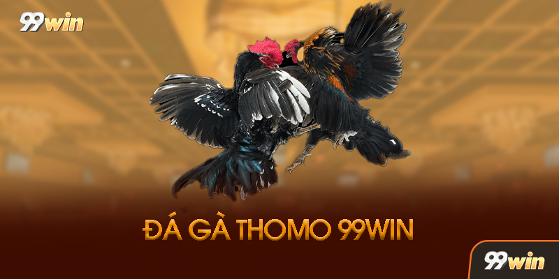 Đá Gà Thomo 99win Là Gì? Tại Sao Lại Hot Đến Vậy?
